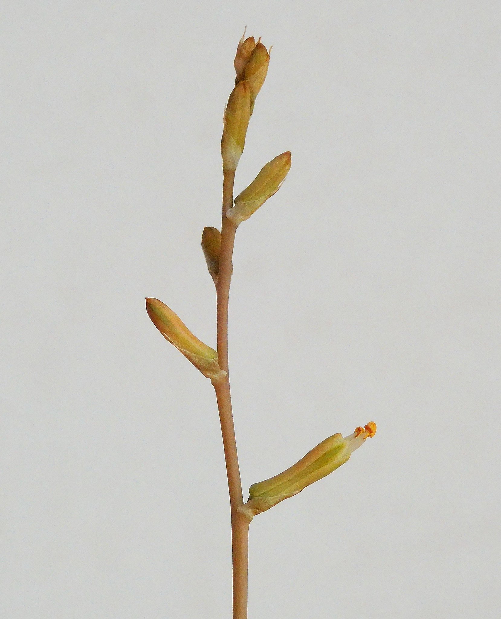 カマエアロエ　花
