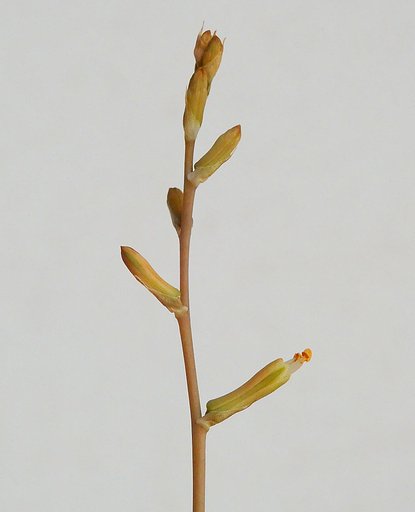 カマエアロエ　花
