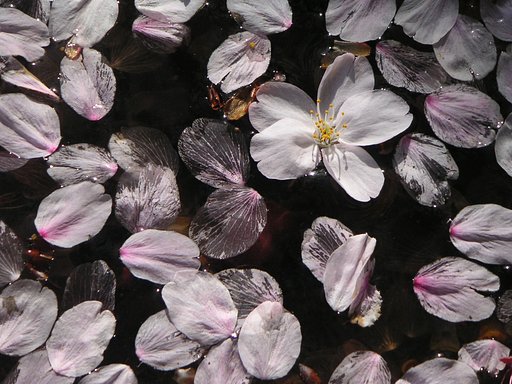 花水面