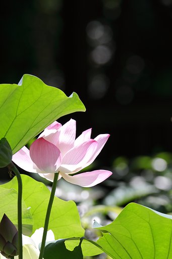 蓮（縮景園清風池）