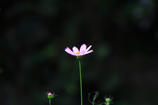夏なのに