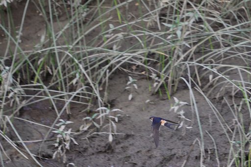 コシアカツバメ君の流し撮り（ならず）