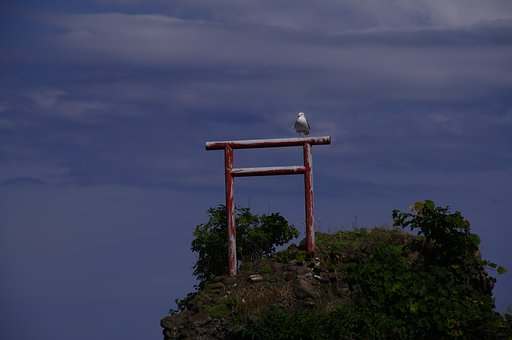 ゴメの止まり木