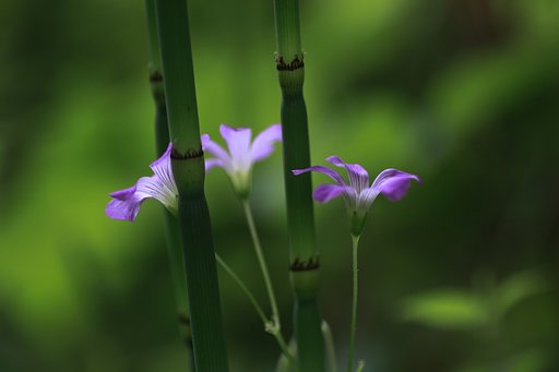 Tamron 90mm f2.8 macro 172E