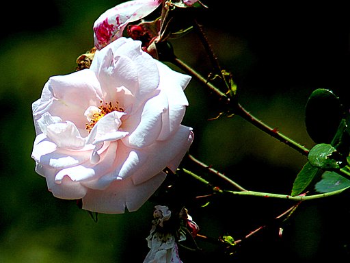 白いバラの花UP