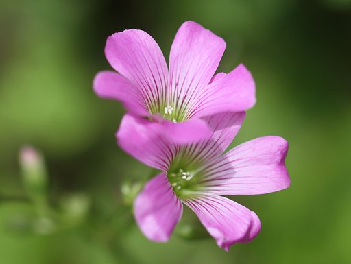 Tamron  90mm-F2.8 Macro  F004