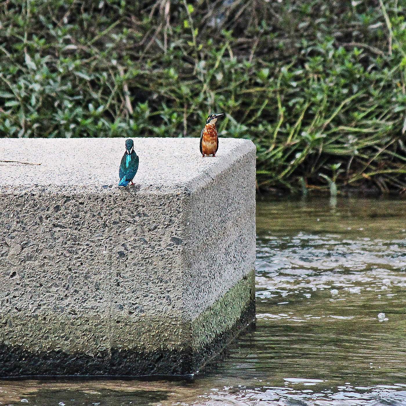 【野鳥のいる風景】語らい