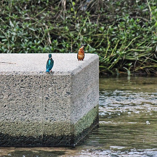 【野鳥のいる風景】語らい