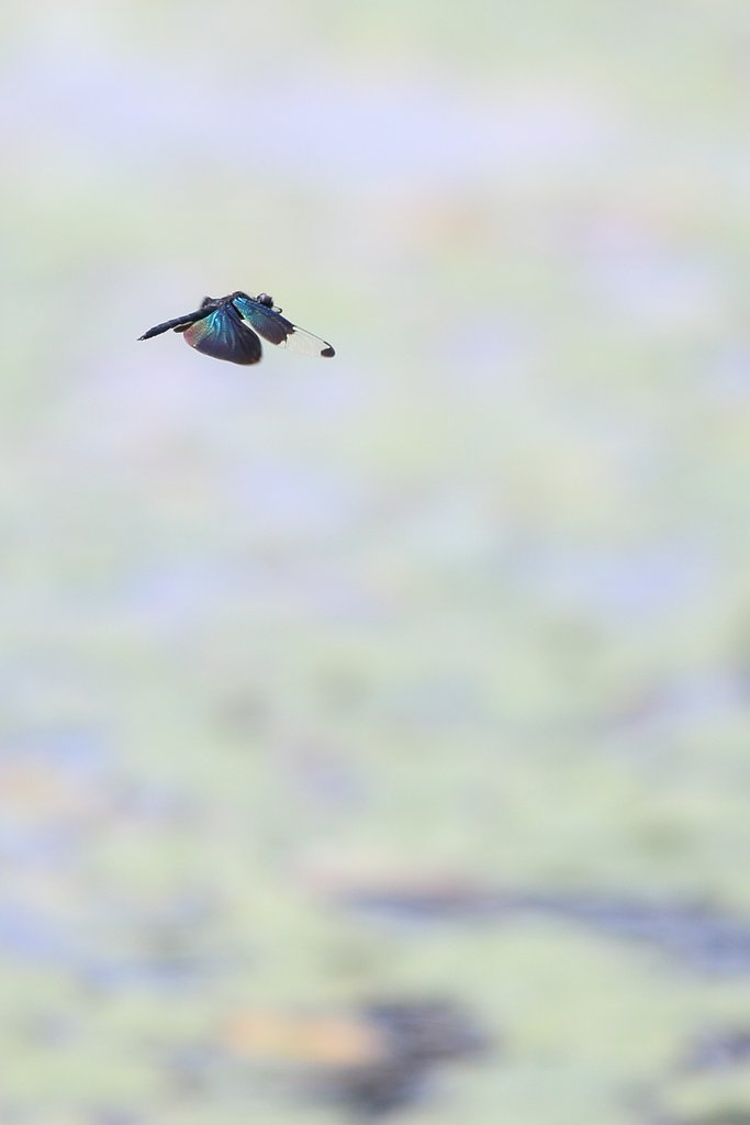 チョウトンボ　in 大野自然観察の森公園