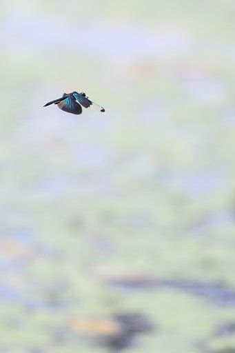 チョウトンボ　in 大野自然観察の森公園