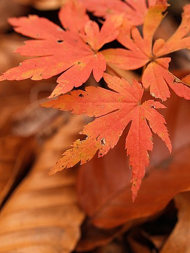 水源の森　＃６