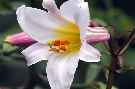 ユリの花UP