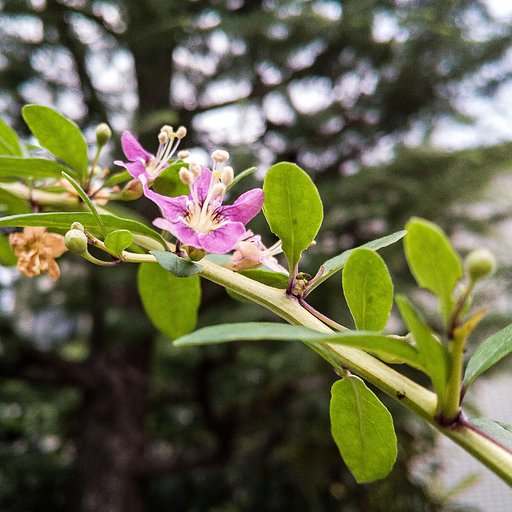 クコの花、見上げて