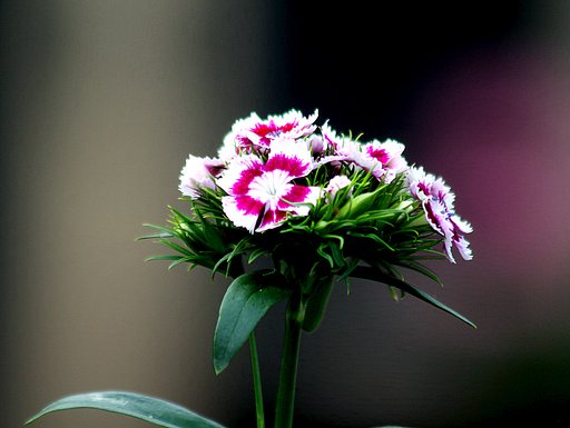 Canon EF75-300mm F4-5.6 IS