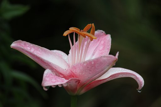 6月19日の写真