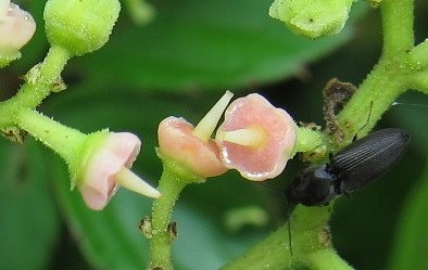 ヤブガラシの花