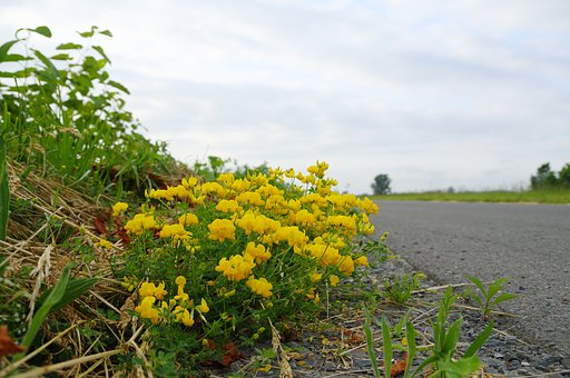 道端の花
