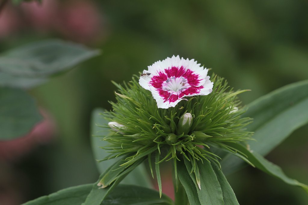 Canon EF100mmF2.8 macro