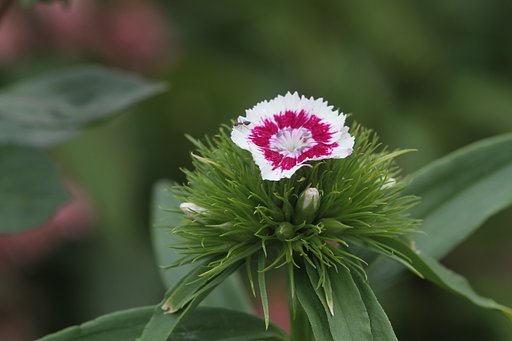 Canon EF100mmF2.8 macro