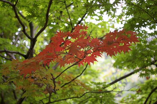 部分紅葉パートⅡ