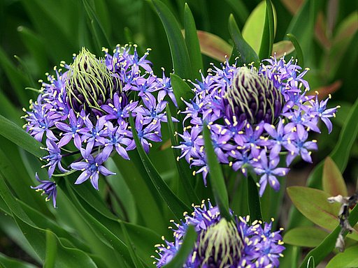 面白い形の花