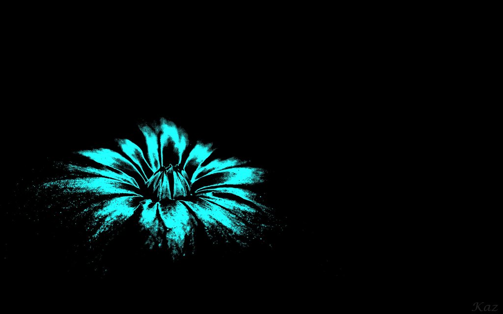 闇に輝る花