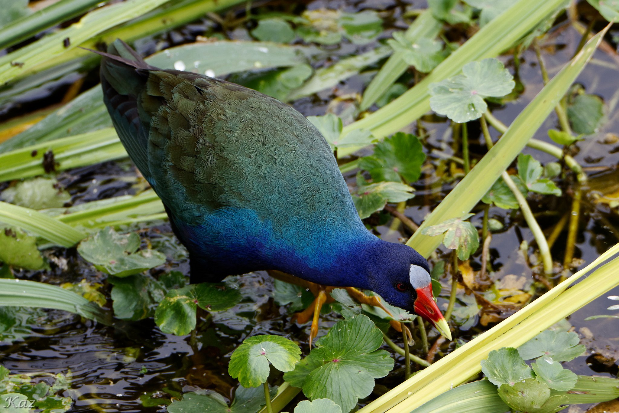 Purple Gallinule