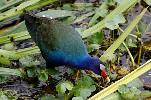 Purple Gallinule