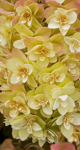 【夏】7月の紫陽花