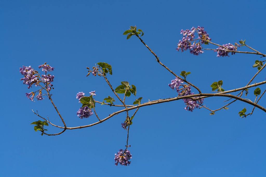桐の花