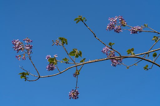 桐の花