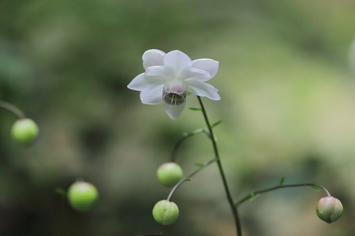 ８月の花