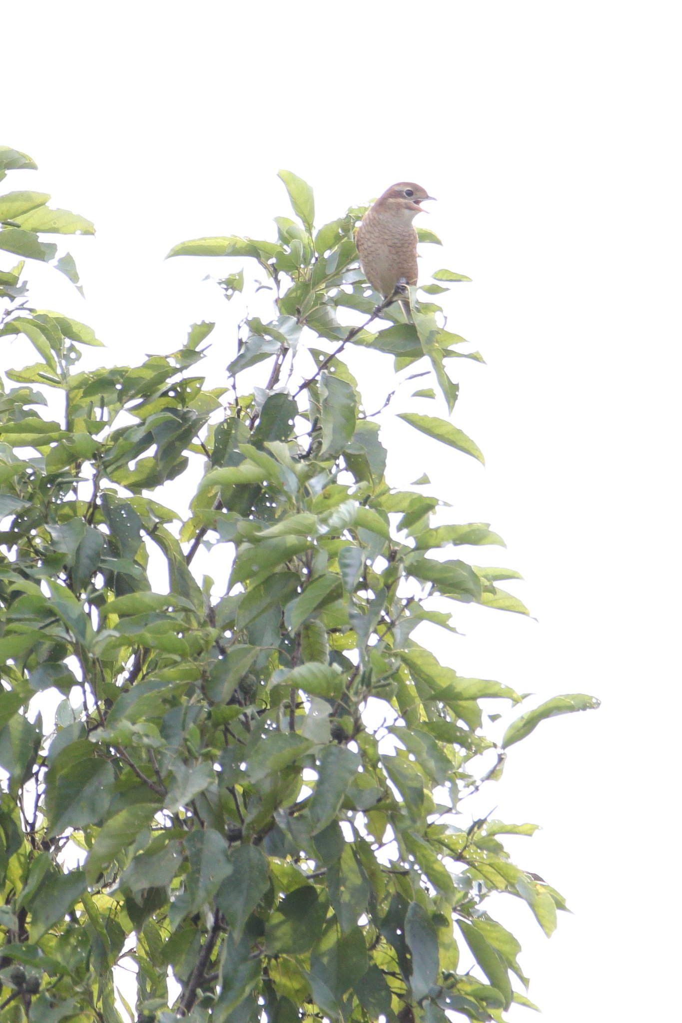 百舌鳥方のお城の草に寝転びて空に吸はれし十五の心