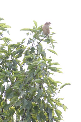 百舌鳥方のお城の草に寝転びて空に吸はれし十五の心