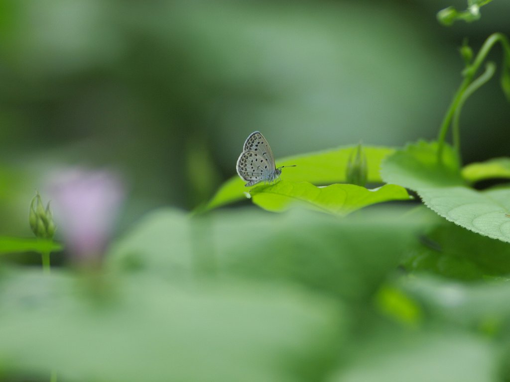 秋緑の和み