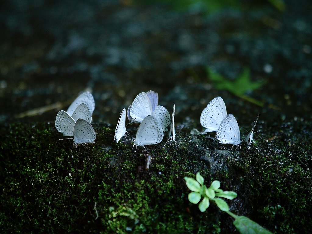 OLYMPUS  ZUIKO  D  50-200mm  f.2.8-3.5
