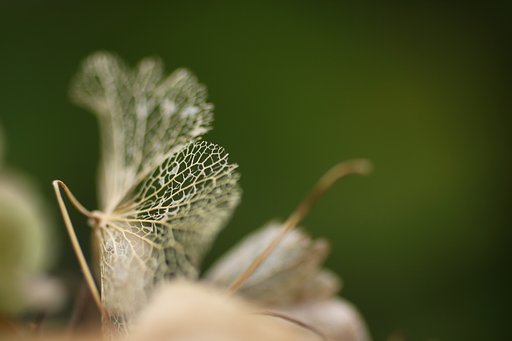 EF50mm f2.5 Compact Macro