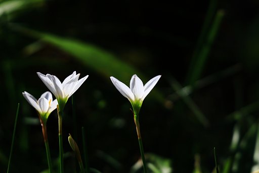 裏道の花