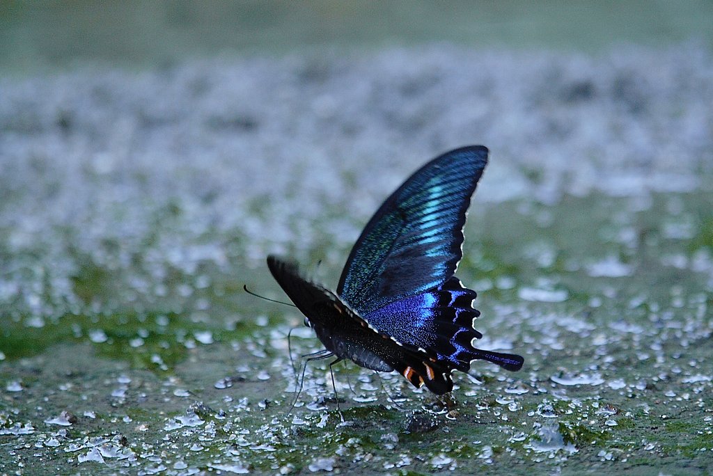  OLYMPUS ZUIKO D 50-200mm f.2.8-3.5