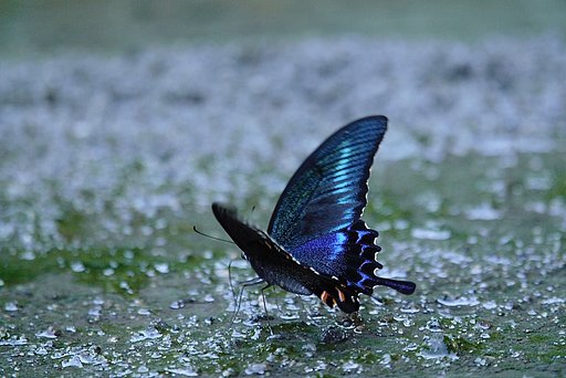  OLYMPUS ZUIKO D 50-200mm f.2.8-3.5