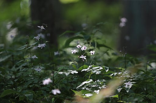 何とか会えた、森の精