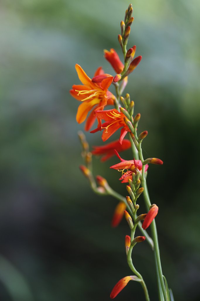 Tamron 90mm f2.8 macro 172E