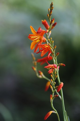 Tamron 90mm f2.8 macro 172E