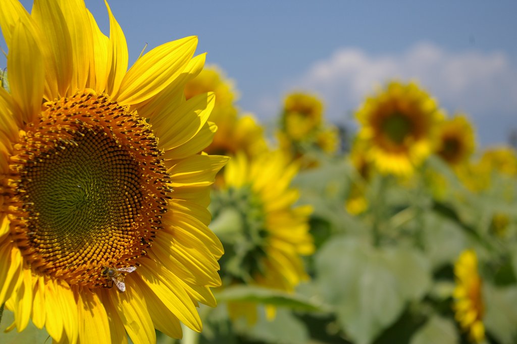 太陽
