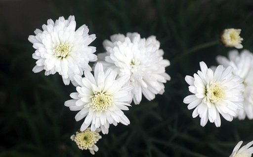 小さい白い花