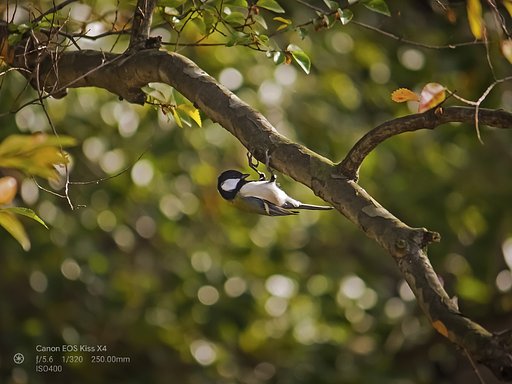 【好きなもの】森の輝き、野鳥さん