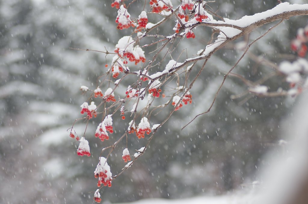 雪模様