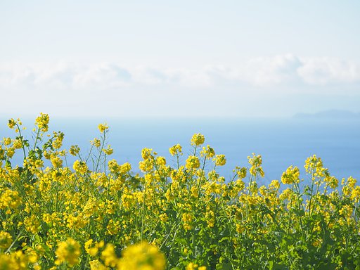 春の海