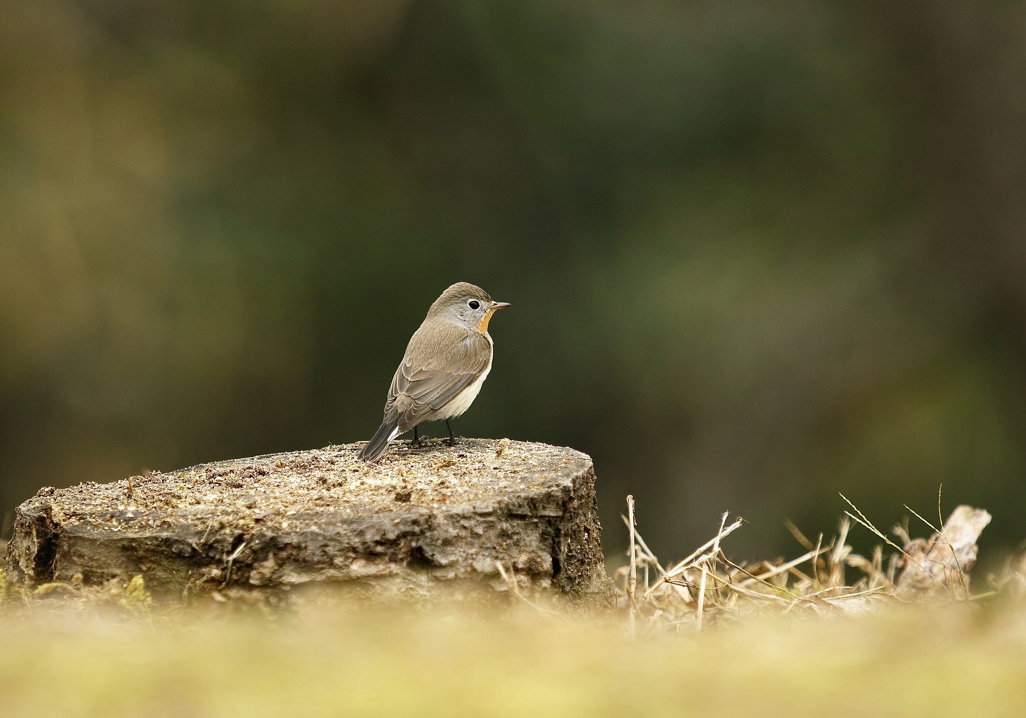 SIGMA 500mm DG HSM f4.5