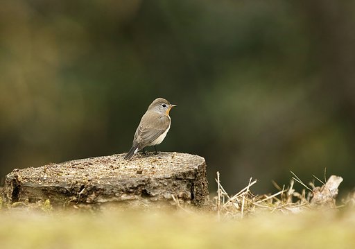 SIGMA 500mm DG HSM f4.5